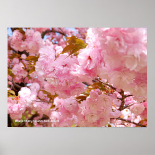 Poster Double floraison de cerisier
