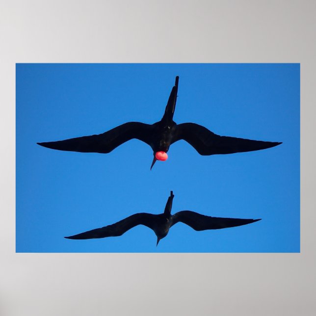 Poster Double Frégate (Devant)
