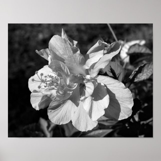 Poster Double Hibiscus noir et blanc (Devant)