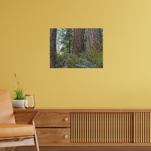 Poster Douglas Fir Conifer Forest Photographic