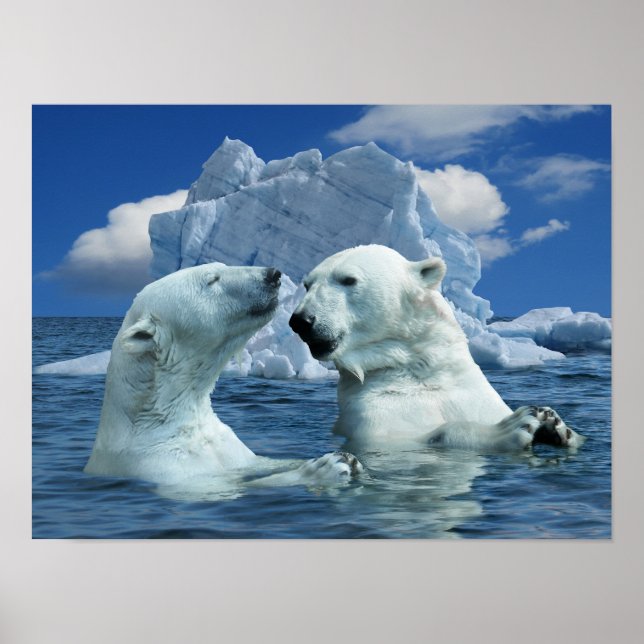 Poster d'Ours Polaires jouant dans l'océan Arctiqu (Devant)