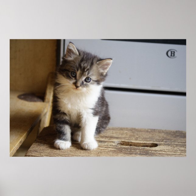 Poster Doux Chat Kitten (Devant)