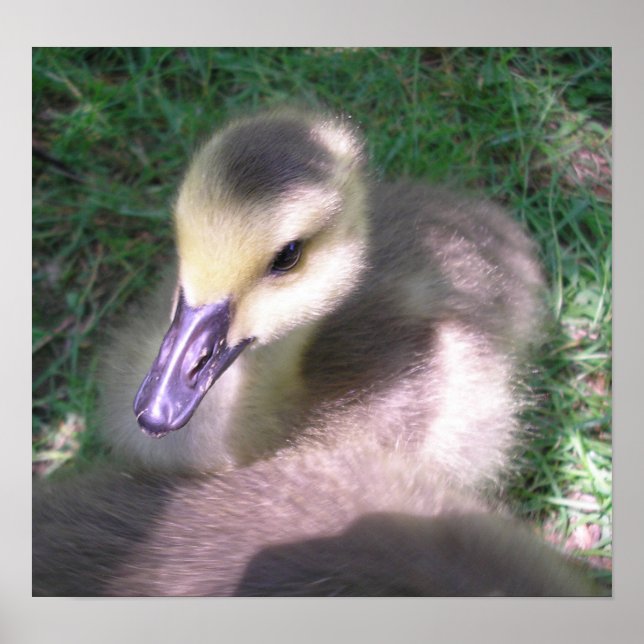 Poster Doux et moelleux (Devant)