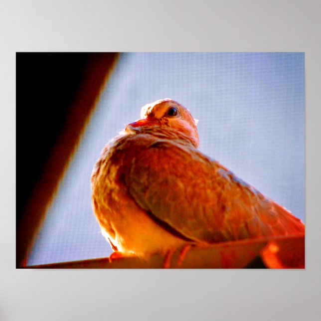 Poster Dove (Devant)