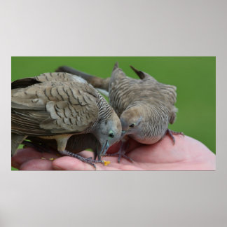 Poster Dove Birds Kauai Hawaii