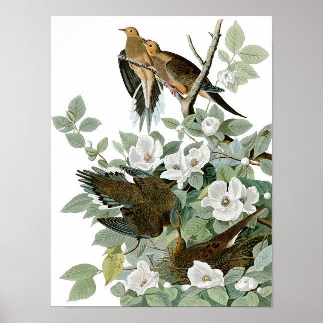 Poster Dove en deuil, John James Audubon (Devant)