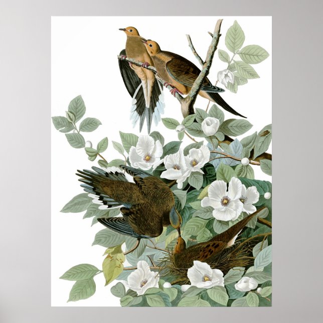 Poster Dove en deuil, John James Audubon Fine Art (Devant)