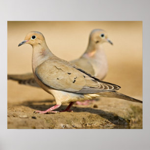 Poster Dove en deuil (Zenaida macroura) adultes sur