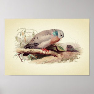 Poster Doves