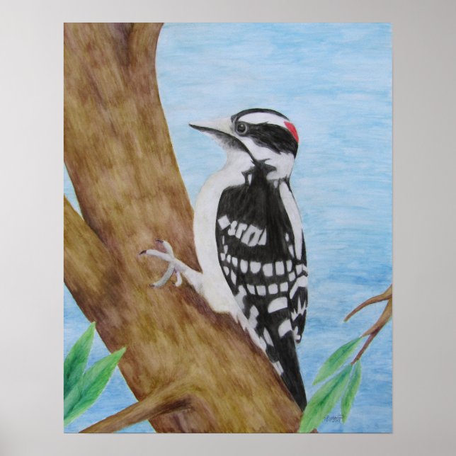 Poster Downy Woodpecker (Devant)