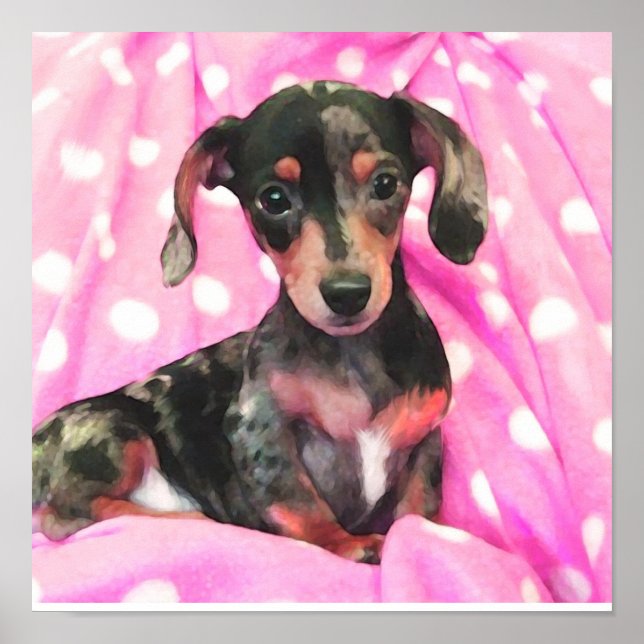 Poster doxie rose (Devant)