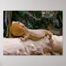 Dragon à tête