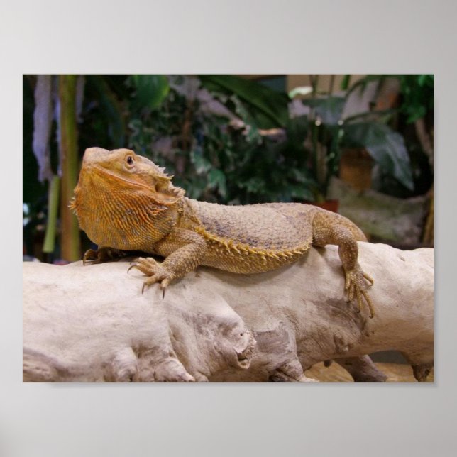 Poster Dragon à tête (Devant)
