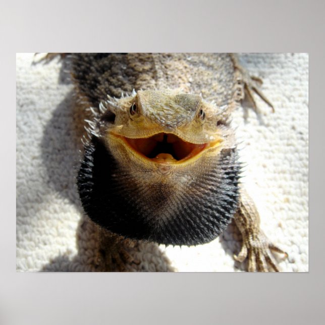 Poster Dragon à tête orientale - Pogona barbata (Devant)