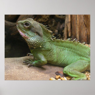 Poster Dragon d'eau