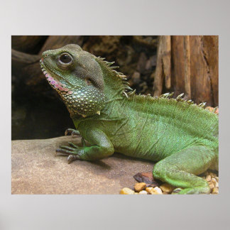 Poster Dragon d'eau