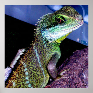 Poster Dragon d'eau chinois