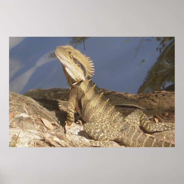 Poster Dragon d'eau de l'Est (Devant)