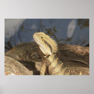 Poster Dragon d'eau de l'est australien