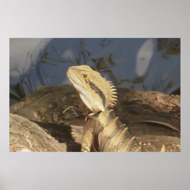 Poster Dragon d'eau de l'est australien (Devant)