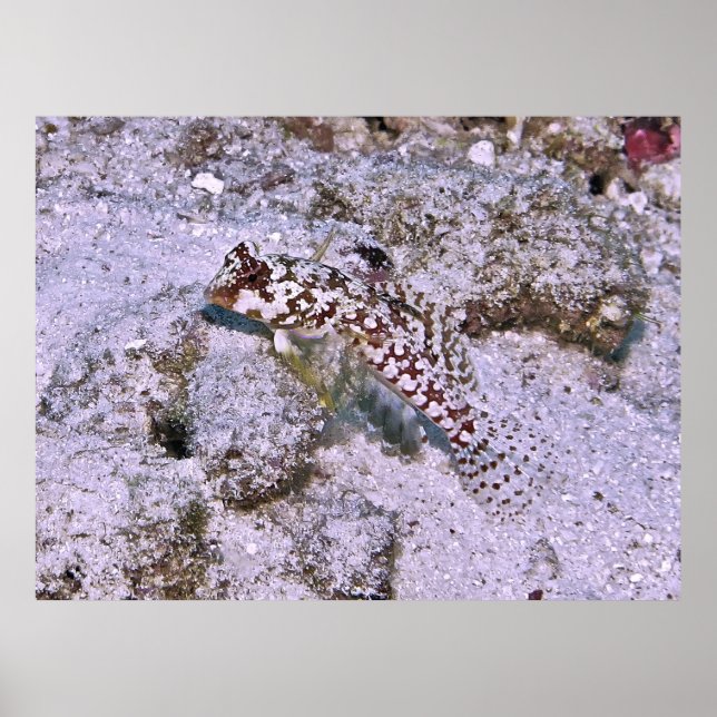 Poster Dragonete (Devant)