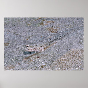 Poster Dragonete cachée