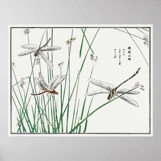 Poster Dragonflies and Reed Grass par Morimoto Toko, (Devant)