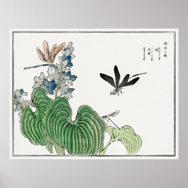 Poster Dragonflies on a Water Hyacinth par Morimoto Toko, (Devant)