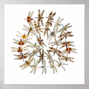 Poster Dragonflies synchronisées