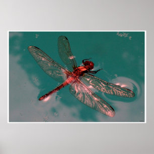 Poster Dragonfly