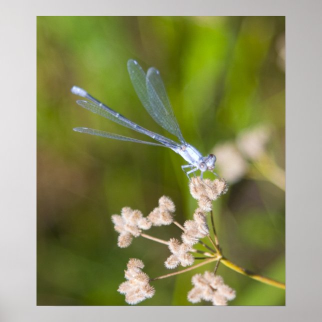 Poster Dragonfly #2 (Devant)