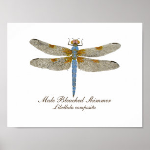 Poster Dragonfly de l'écumeur blanchi mâle