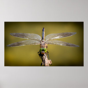 Poster Dragonfly en repos