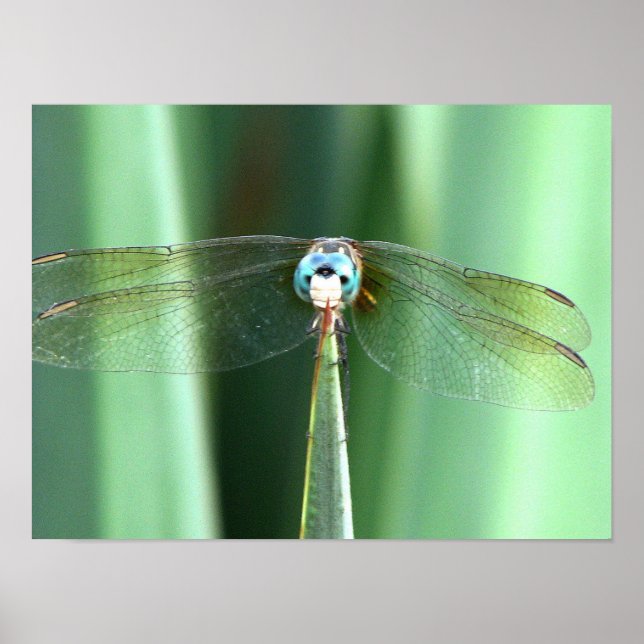 Poster Dragonfly Hello (Devant)