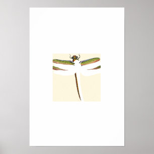 Poster Dragonfly miniature sur Arrière - plan blanc