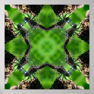 Poster Dragonfly Nature Mirror Art