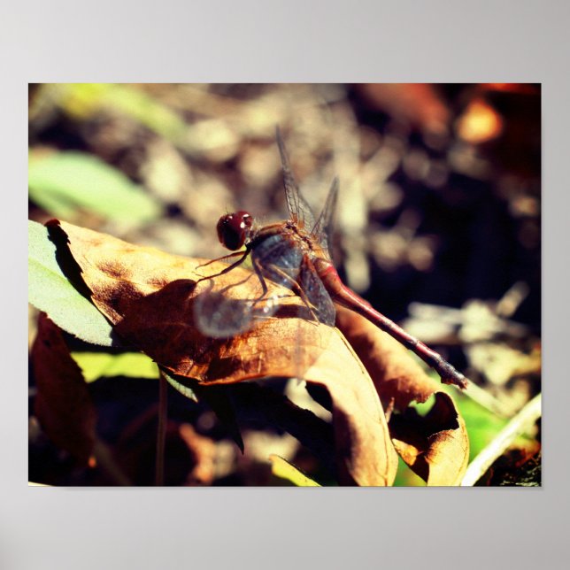 Poster Dragonfly On Dried Leaf Close Up (Devant)