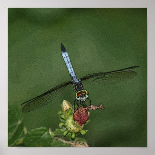 Poster Dragonfly on Flower Photo Art Print