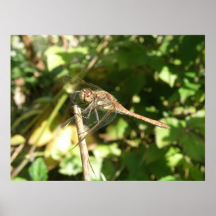Poster Dragonfly on the Twig Print