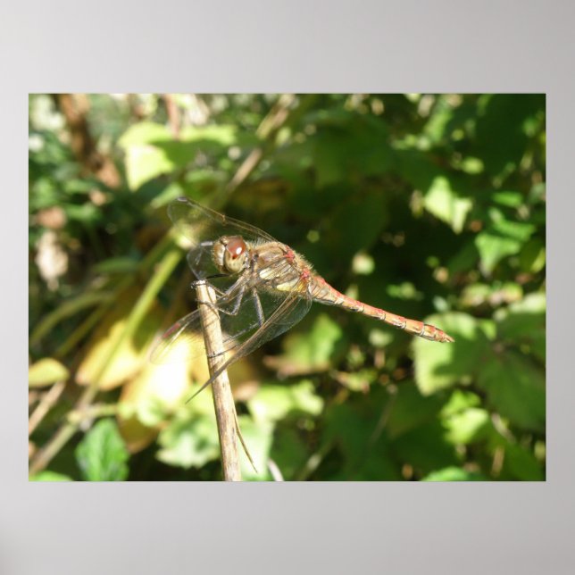 Poster Dragonfly on the Twig Print (Devant)