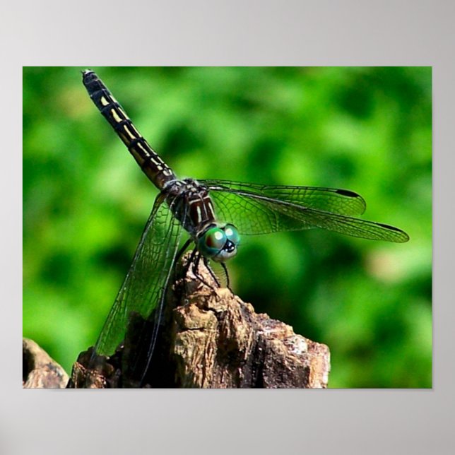 Poster Dragonfly On Tree Stump Close (Devant)