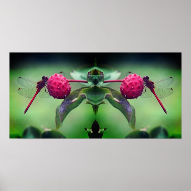 Poster Dragonfly rouge sur Dogwood Fruit Mirror Abstrait (Devant)