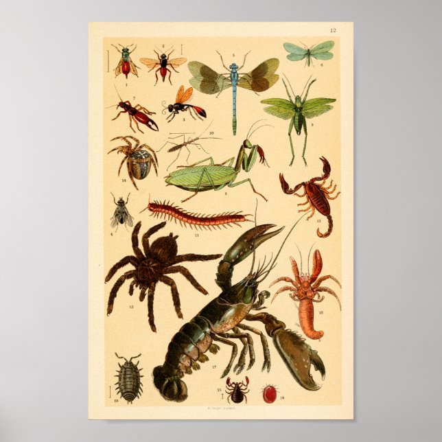 Poster Dragonfly Scorpion Spider Collection Art Imprimer (Devant)