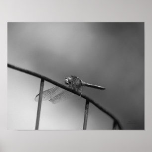Poster Dragonfly sur la clôture Noir et blanc