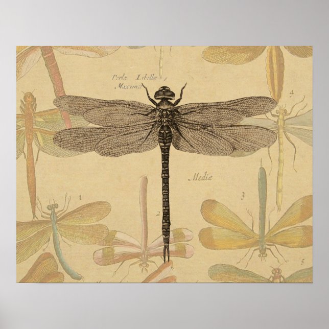 Poster Dragonfly Vintage Antique Classic Nature (Devant)