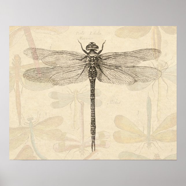 Poster Dragonfly Vintage dessin classique (Devant)