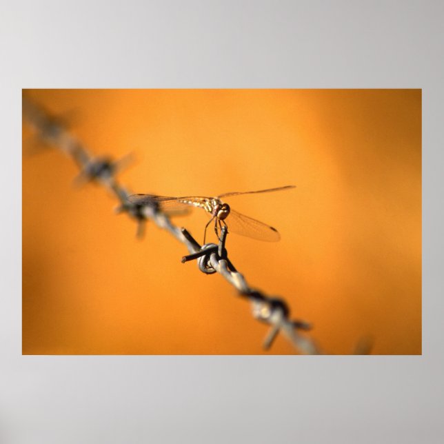 Poster Dragonwire (Devant)