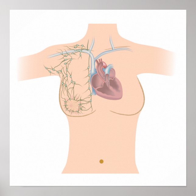 Poster drainage lymphatique de l'affiche mammaire (Devant)