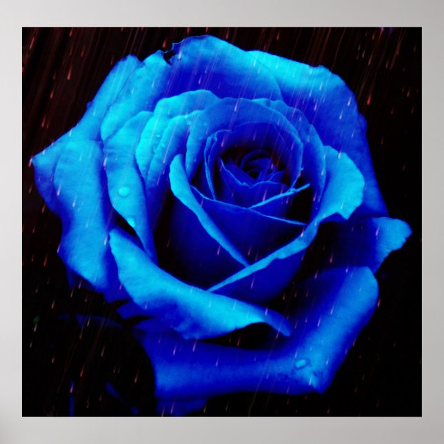 Poster Drame De L'Affiche Rose Bleu Imprimer (Devant)