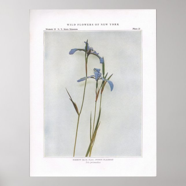 Poster Drapeau Bleu Étroit ; Flagroot Poison (Devant)